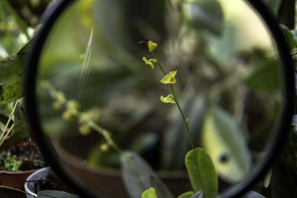 Bild einer Lupe, die eine wachsende Pflanze vergrößert darstellt.
